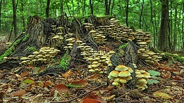 蘑菇,蘑菇菌落,森林