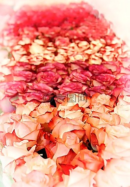 玫瑰,開花,關閉