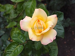 鮮花,花園里的花,花床