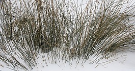 芦苇,雪,白