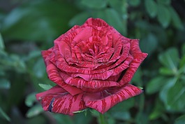 羅莎,花,區域