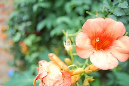 花,是,最好的