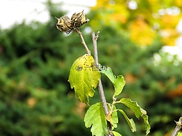 綠色,植物,干