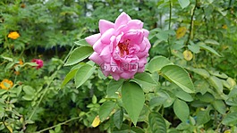 花,粉紅色,花蜜