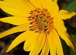 太陽(yáng)花,開花,花園