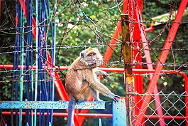 猴子,動物,銹跡