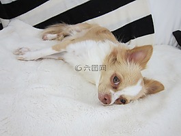 奇瓦瓦,狗,寵物