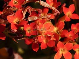 小,紅色,黃色