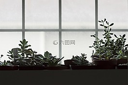 花盆,植物,窗口