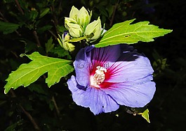 花,開花,藍(lán)色