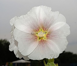 花,開花,白