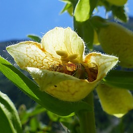 鮮花,性質(zhì),宏