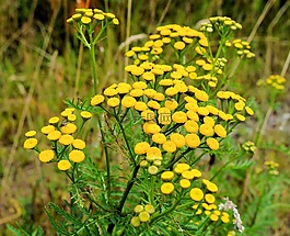 鮮花,黃色,廠