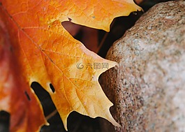 楓葉,棕色,秋