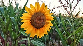 太陽花,性質(zhì),花