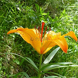 鮮花,性質(zhì),宏