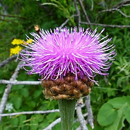 鮮花,性質(zhì),宏