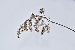 干草地在雪,冬天,霜
