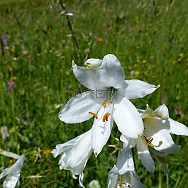 鮮花,性質(zhì),宏