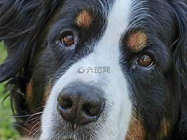 伯山狗,頭,肖像