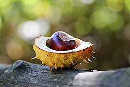 板栗,秋季,帶動