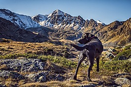 狗,動物,山