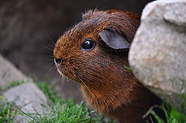 豚鼠,嚙齒動物,可愛
