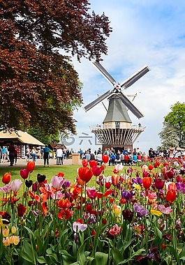 花,風車,阿姆斯特丹