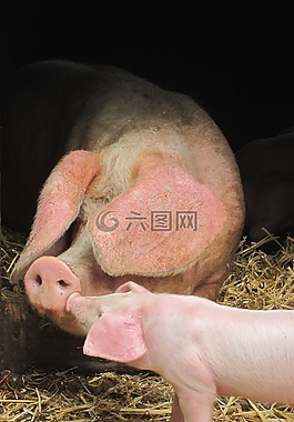 豬,寶貝豬,可愛