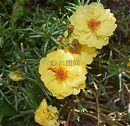 馬齒莧,花,開花