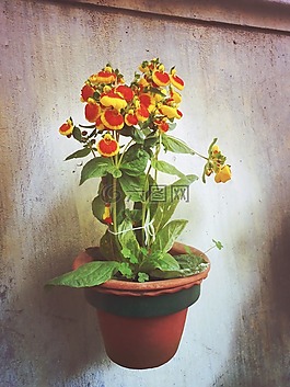鮮花,植物,鍋