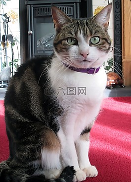 貓,寵物,家養