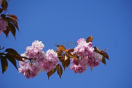 鮮花,日本櫻花,分支機構