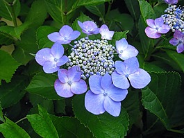 繡球花,ota kisan,鮮花