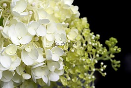 植物,大自然,森林
