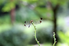 大自然,森林,昆蟲