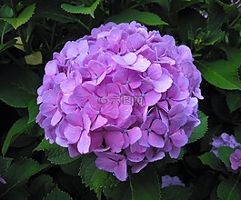 繡球花,ota kisan,鮮花