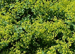 frauenmantel,alchemilla,薔薇科