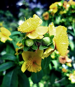 圣約翰草,開花,芽
