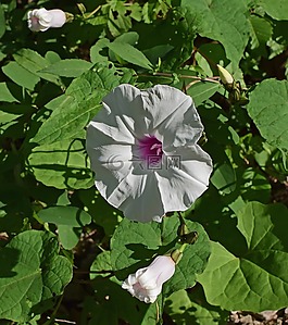 野生馬鈴薯藤,manroot,野花