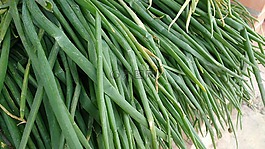洋蔥長(zhǎng),葉,綠色