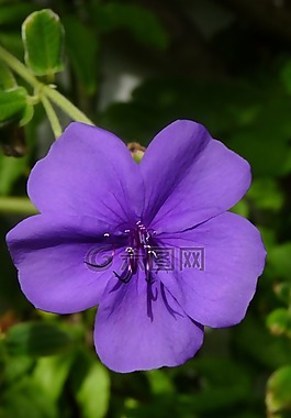 紫色的小花,關(guān)閉,開花