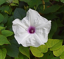 野生馬鈴薯藤,manroot,野花