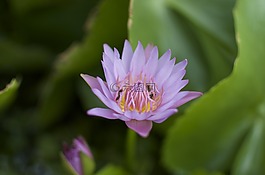 紫色花,粉紅色的花,特寫