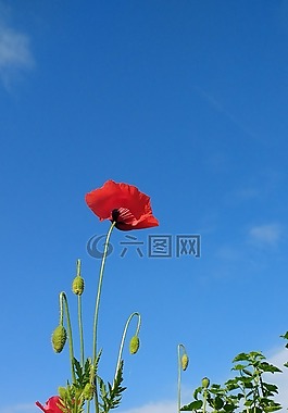 花,罌粟,天空
