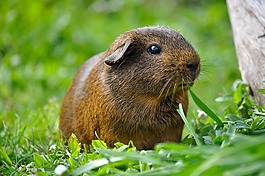 豚鼠,動物,嚙齒動物