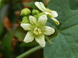 花,植物,性質(zhì)