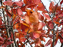 紅色,葉子,秋