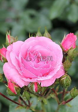 玫瑰,粉紅色,開放玫瑰