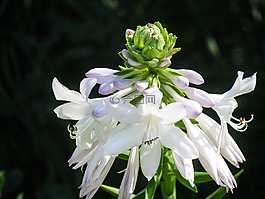 花,白,自然